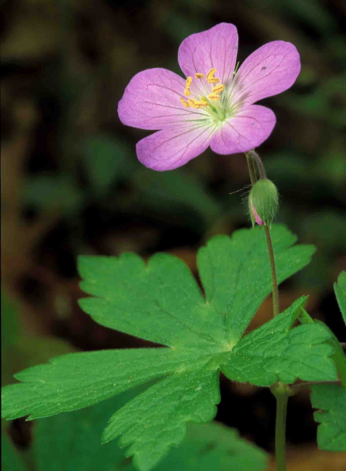 Kentucky Native Plant and Wildlife Plant of the Week Wild Geranium