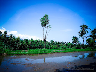 The Atmosphere In The Rice Fields In Planting Preparation Period At Ringdikit Village, North Bali, Indonesia