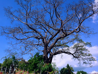 Big And Old Kepuh Or Sterculia Foetida Tree Around The Grave Area Patemon Village North Bali