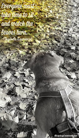 senior hound dog watching the falling leaves