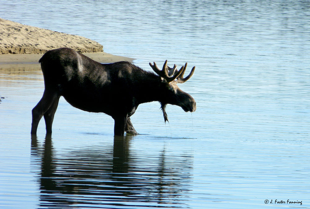 Ferry County, Washington State, U.S.A. Mammals of Ferry County