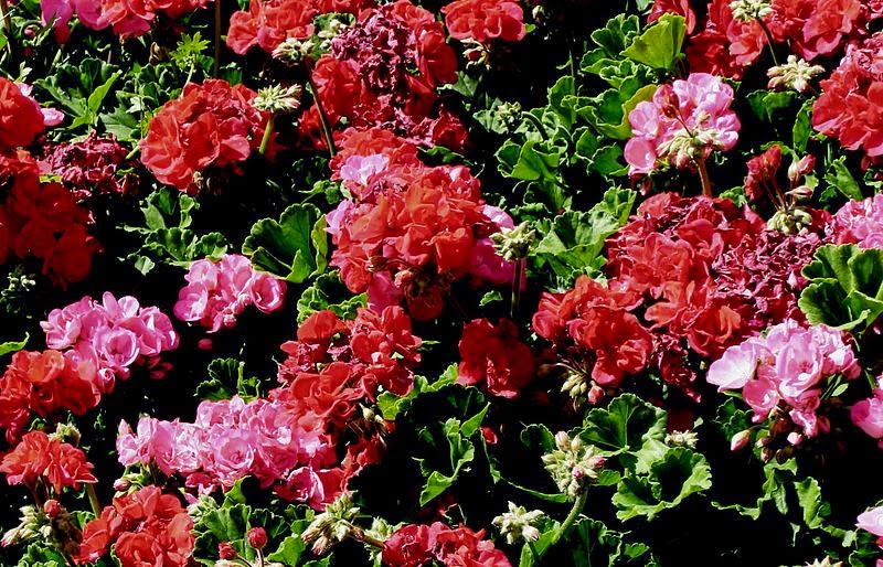 Practically at Home AZ Garden Tips Can Coffee Dregs Encourage Geraniums?