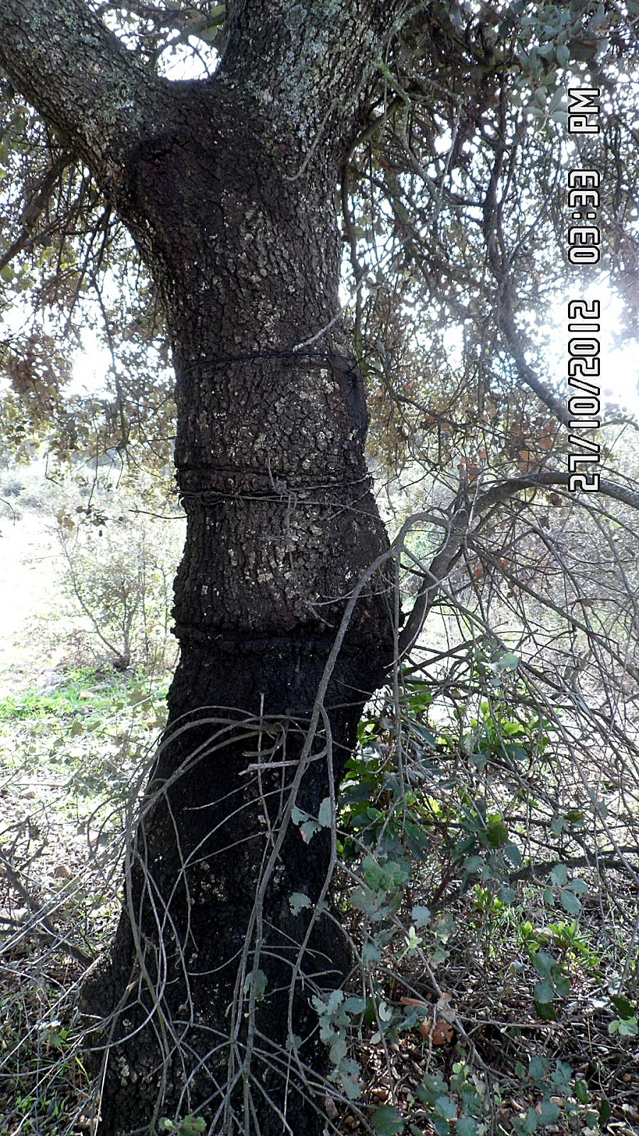 Espíritu de Árbol: octubre 2012