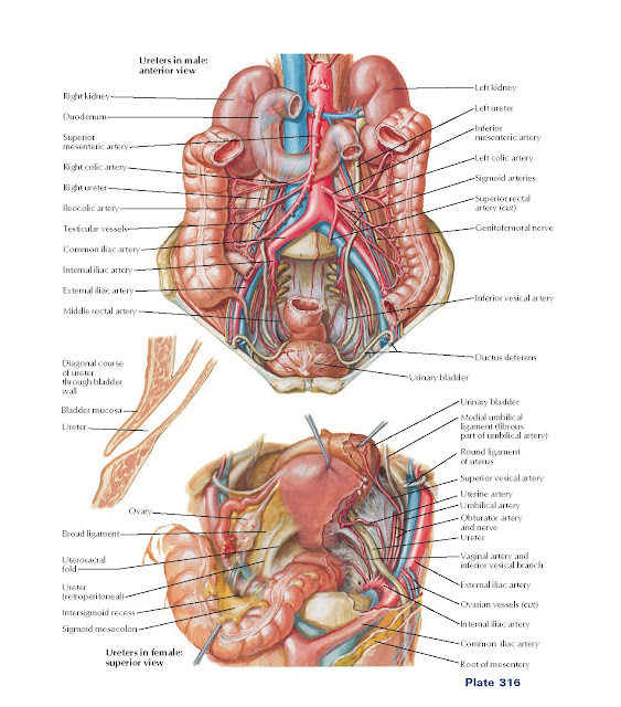 Ureters in Abdomen and Pelvis Anatomy