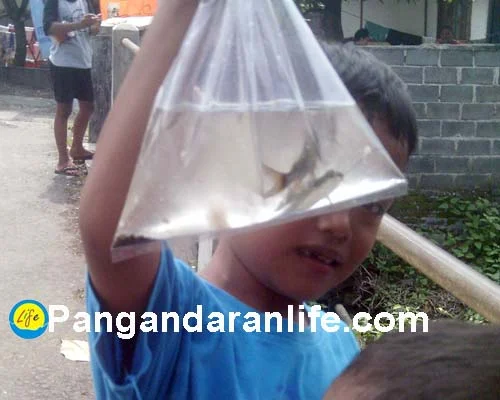 ikan yang punya imej buruk di Pangandaran