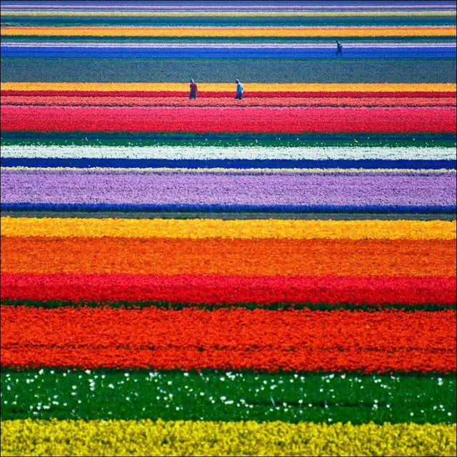 شهر مايو في هولندا موسم حصاد زهرة التوليب