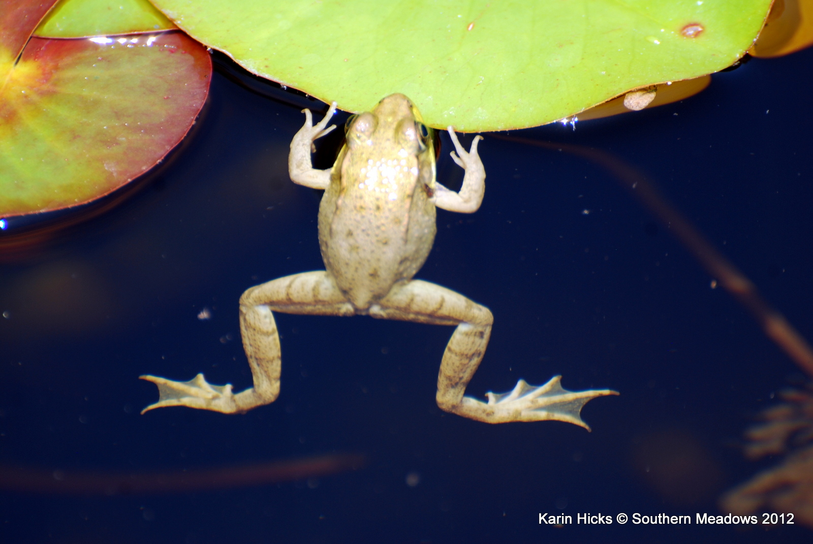 The Summer of the Green Frog