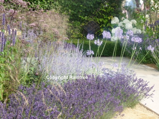 Garden with lavender and alliums