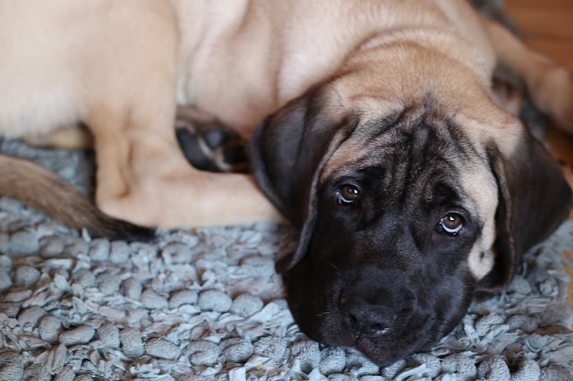 English Mastiff Puppy