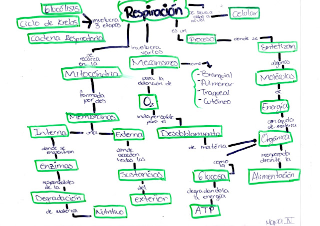 Biología III. Belén Muciño Infante: Mapa Conceptual IV. Respiracion Celular