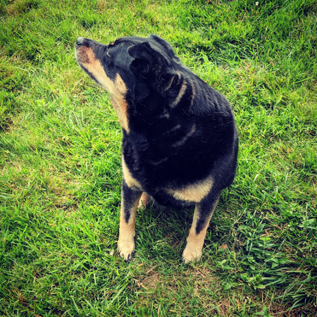 image of Zelda the Black and Tan Mutt sitting in the grass with her head turned to the side