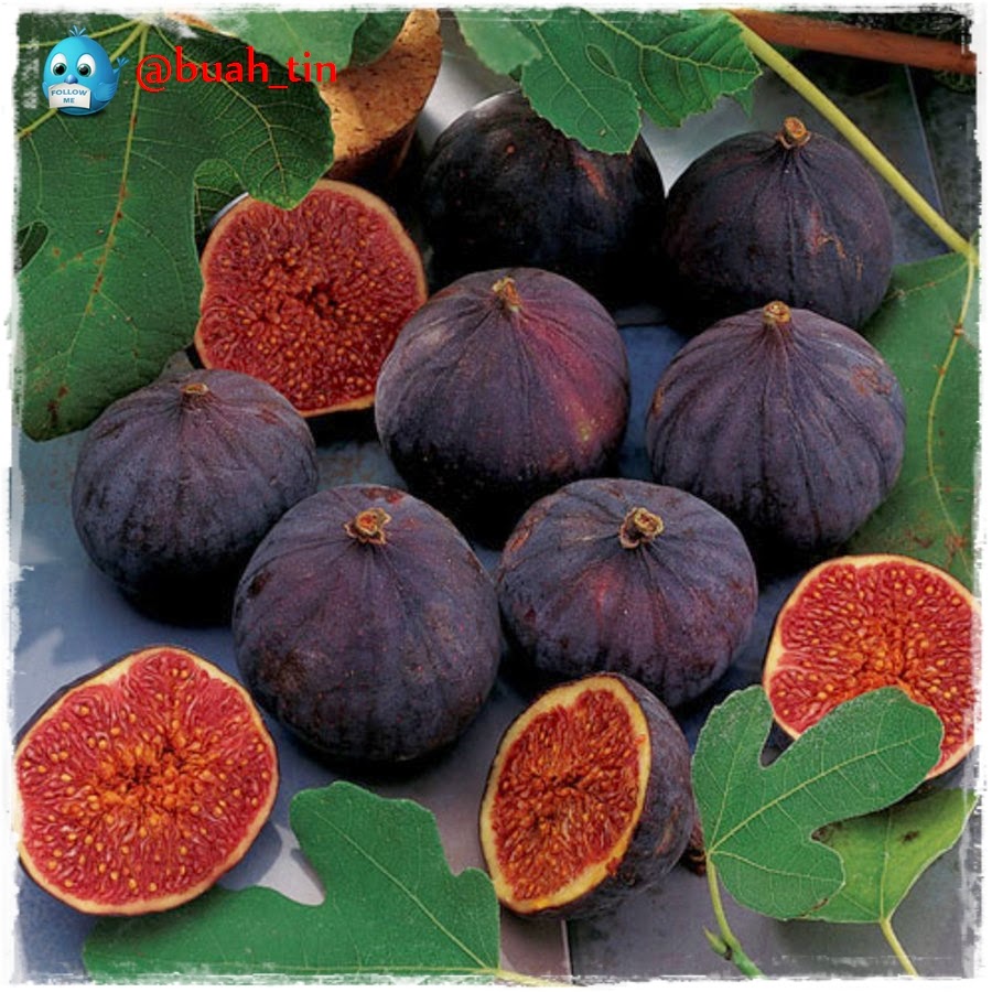 fig lovers indonesia Fig Varieties
