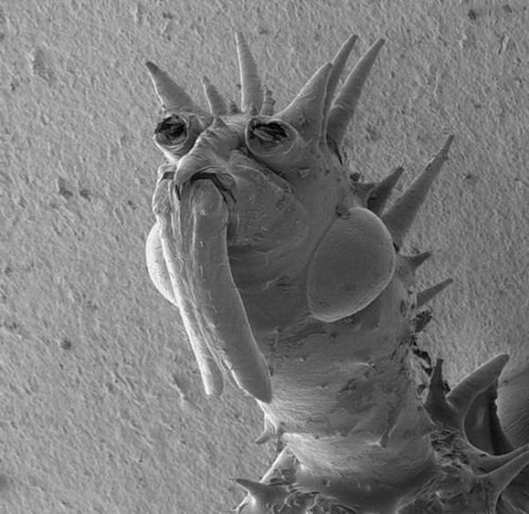 Once upon the Rainy Day Life Under The Electron Microscope