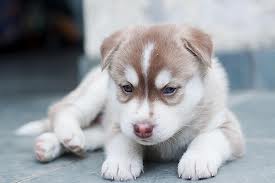 cachorro siberian husky marrón