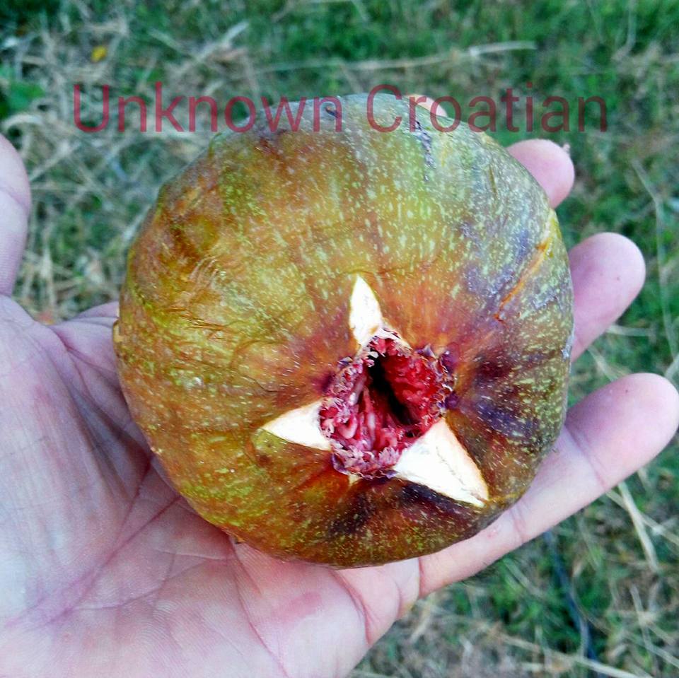 Seattle Garden & Fruit Adventures Collecting the Rare Fig Varieties