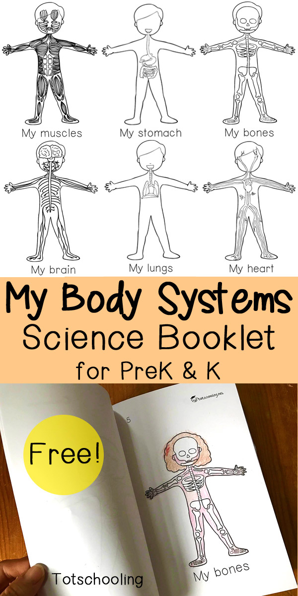 toodler-kids-my-body-systems-science-booklet