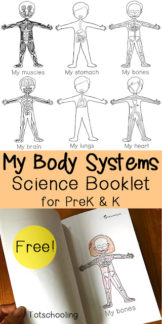 FREE science emergent reader book about the human body systems. Great science activity for preschool and kindergarten.