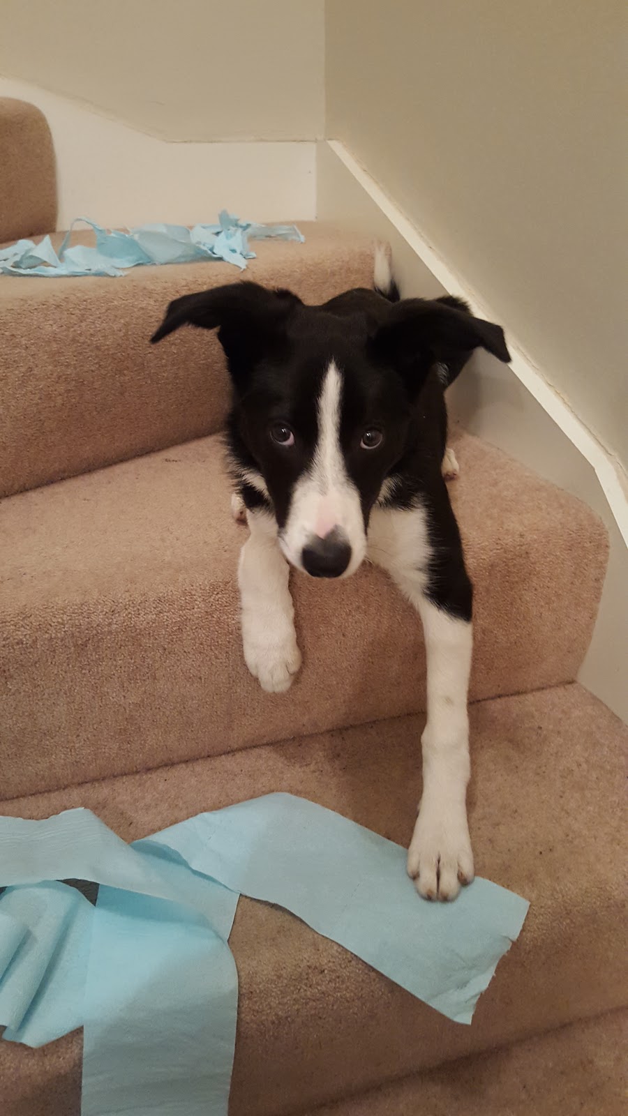 How About A Border Collie For The Next Andrex Puppy!?!