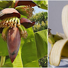 Known as the happy fruit by Europeans, eating banana can kill cer cells and treat depression