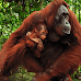 Orangutan Asks a Girl For Help in Sign Language