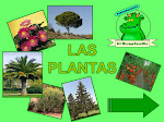 U.D. Las plantas