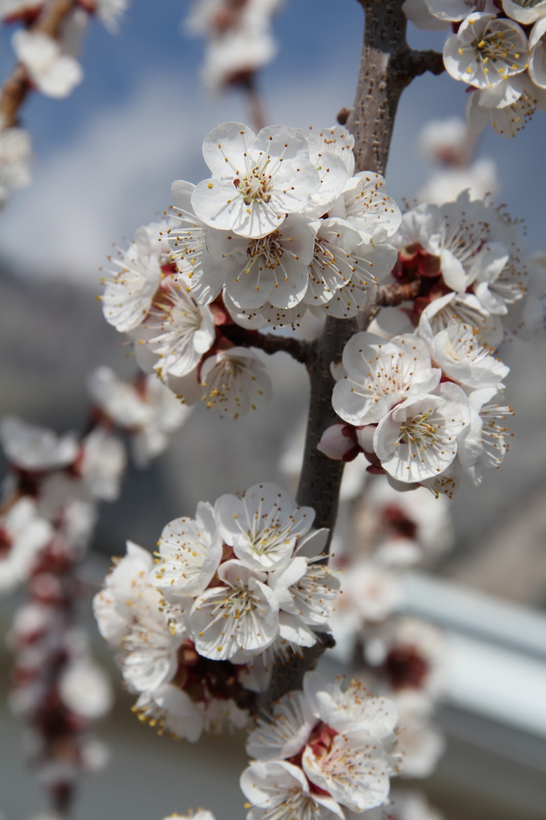 Popcorn Popping On The Apricot Tree