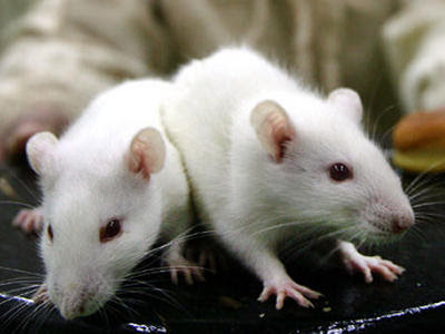 Thử nghiệm thành công vắc xin ung thư trên chuột lần này mở ra nhiều hy vọng điều trị ung thư ở người