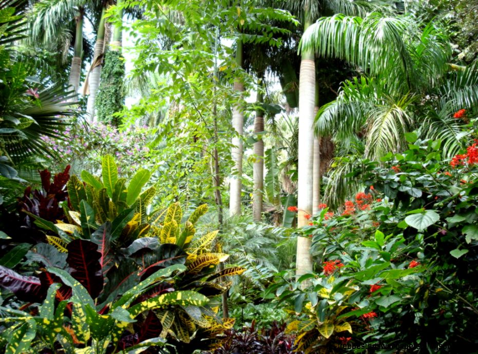 Tropical Garden