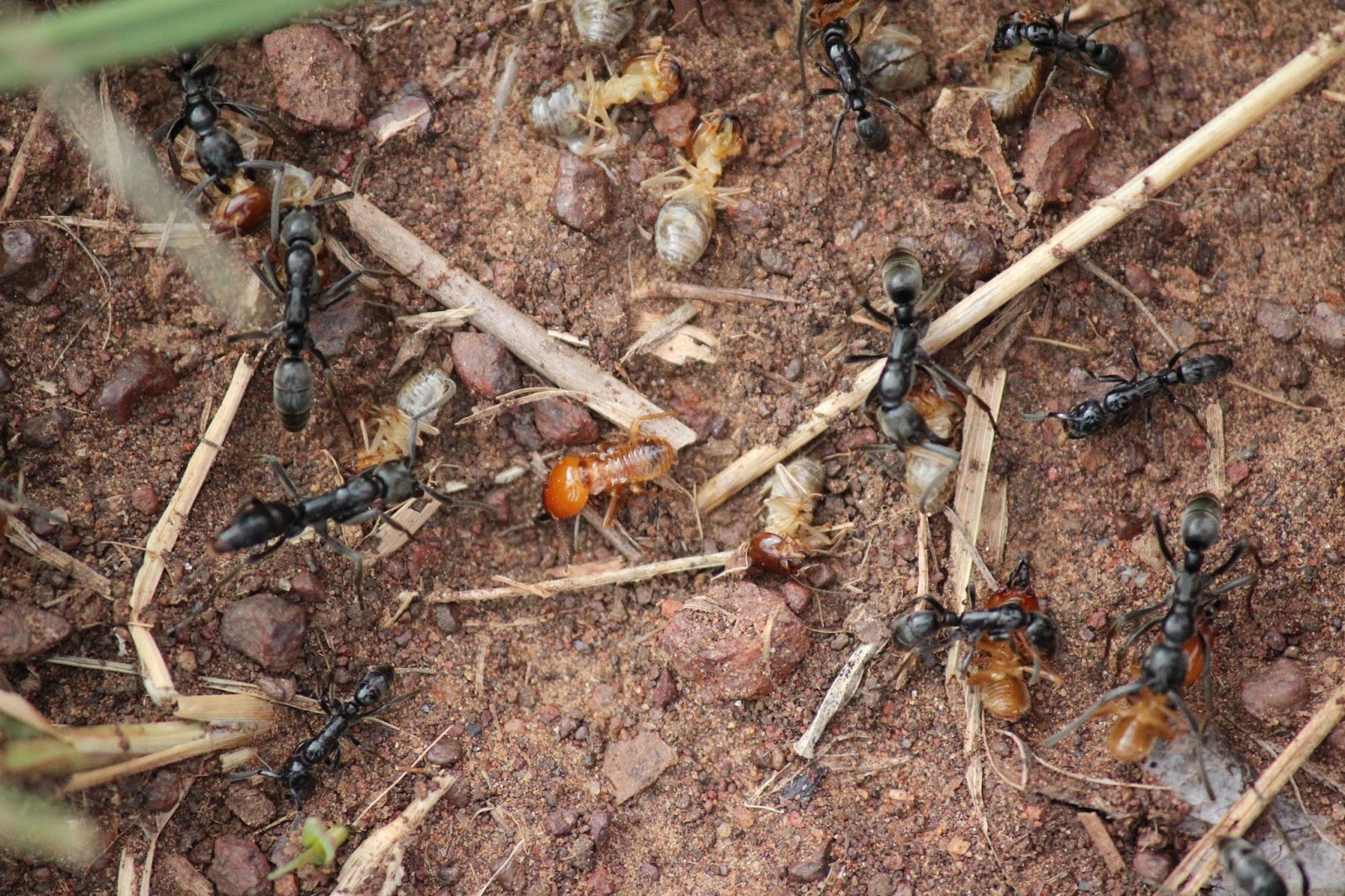 Почему умер муравей. Муравей vs Термит. Термиты против муравьев. Термиты и муравьи битва. Назути термиты.
