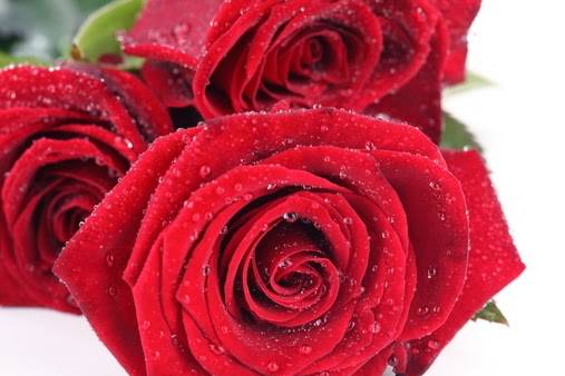 gambar bunga mawar 24