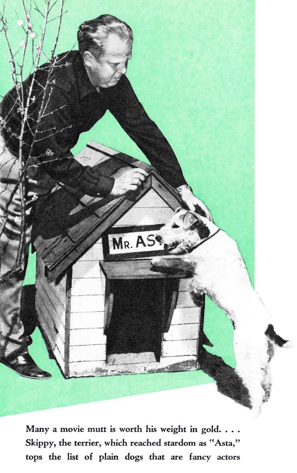 View from the Birdhouse Dear Abby Favorite Dog Movies Asta from The Thin Man