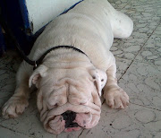 Tenemos disponibles hembras de la raza bulldog inglés de color blanco para .