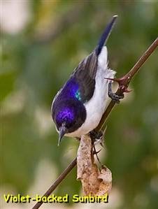 Foto Burung Kolibri Muncang Terbaik