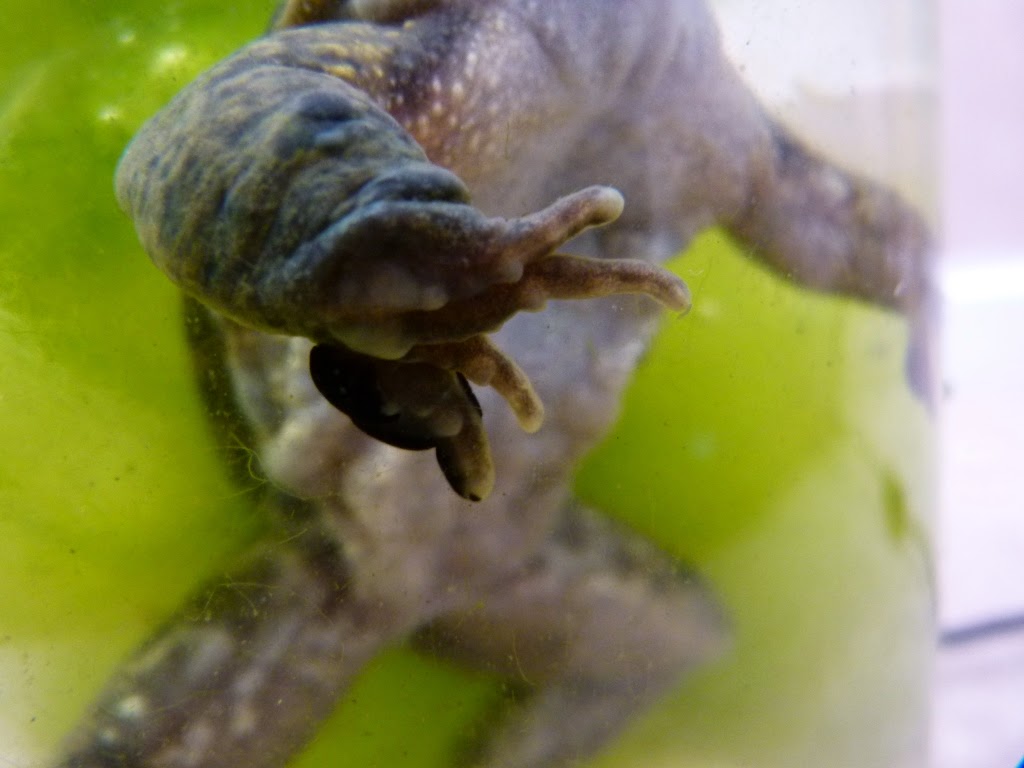 Urban Wildlife Jottings More frogs and nuptial pad