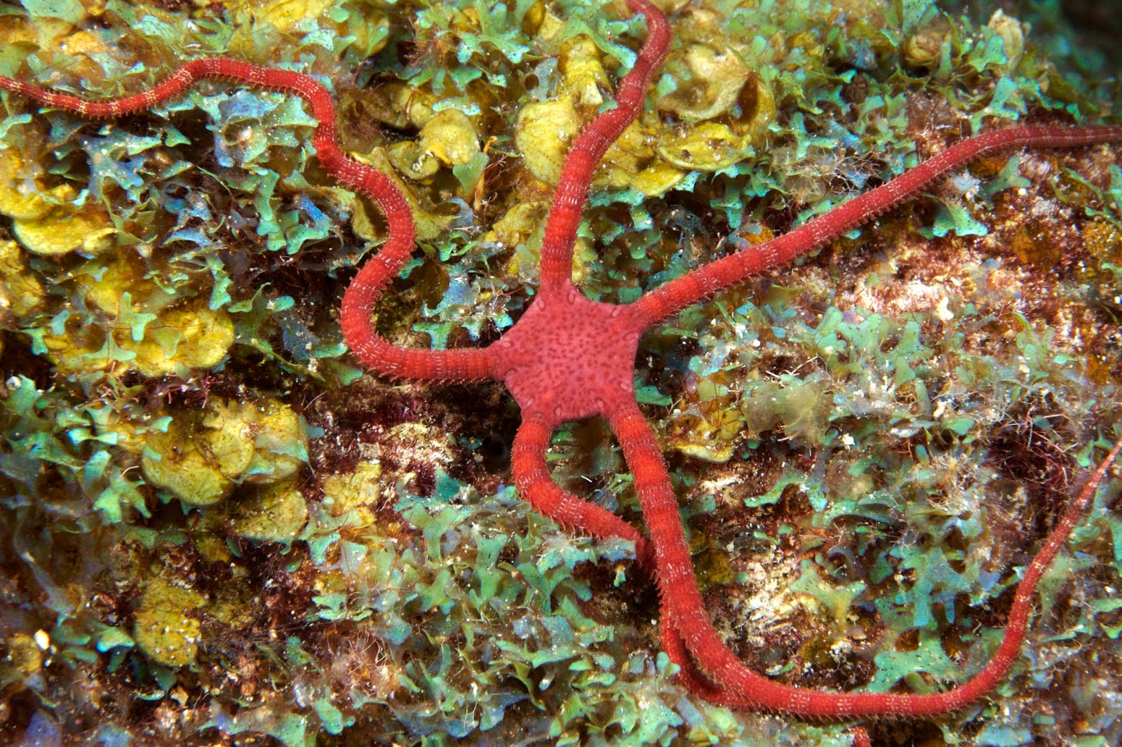 Ciri Ciri Hewan Echinodermata Geograph88