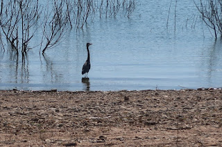 An ardea (a type heron) hanging out in Lake Travis 