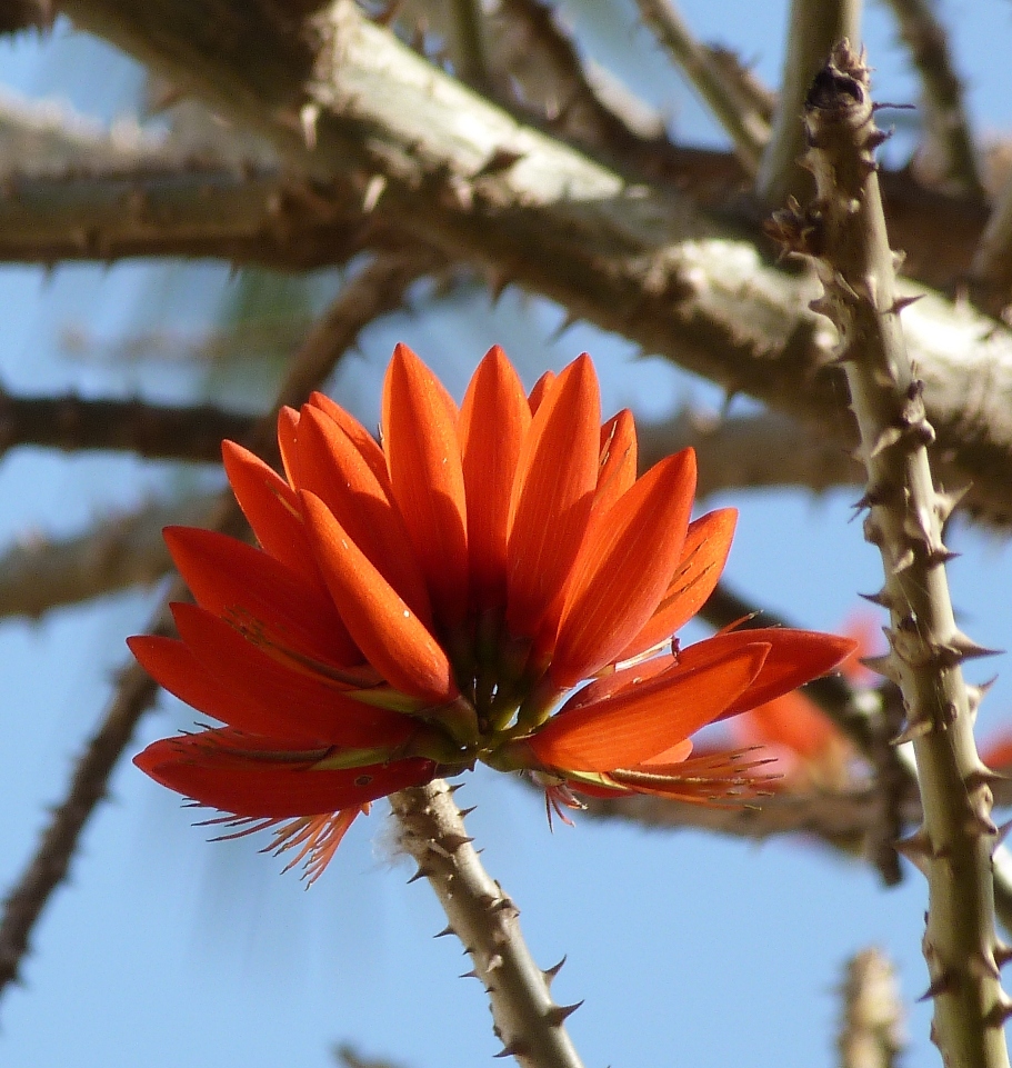 Jaipur Birding Some flowering trees of Rajasthan