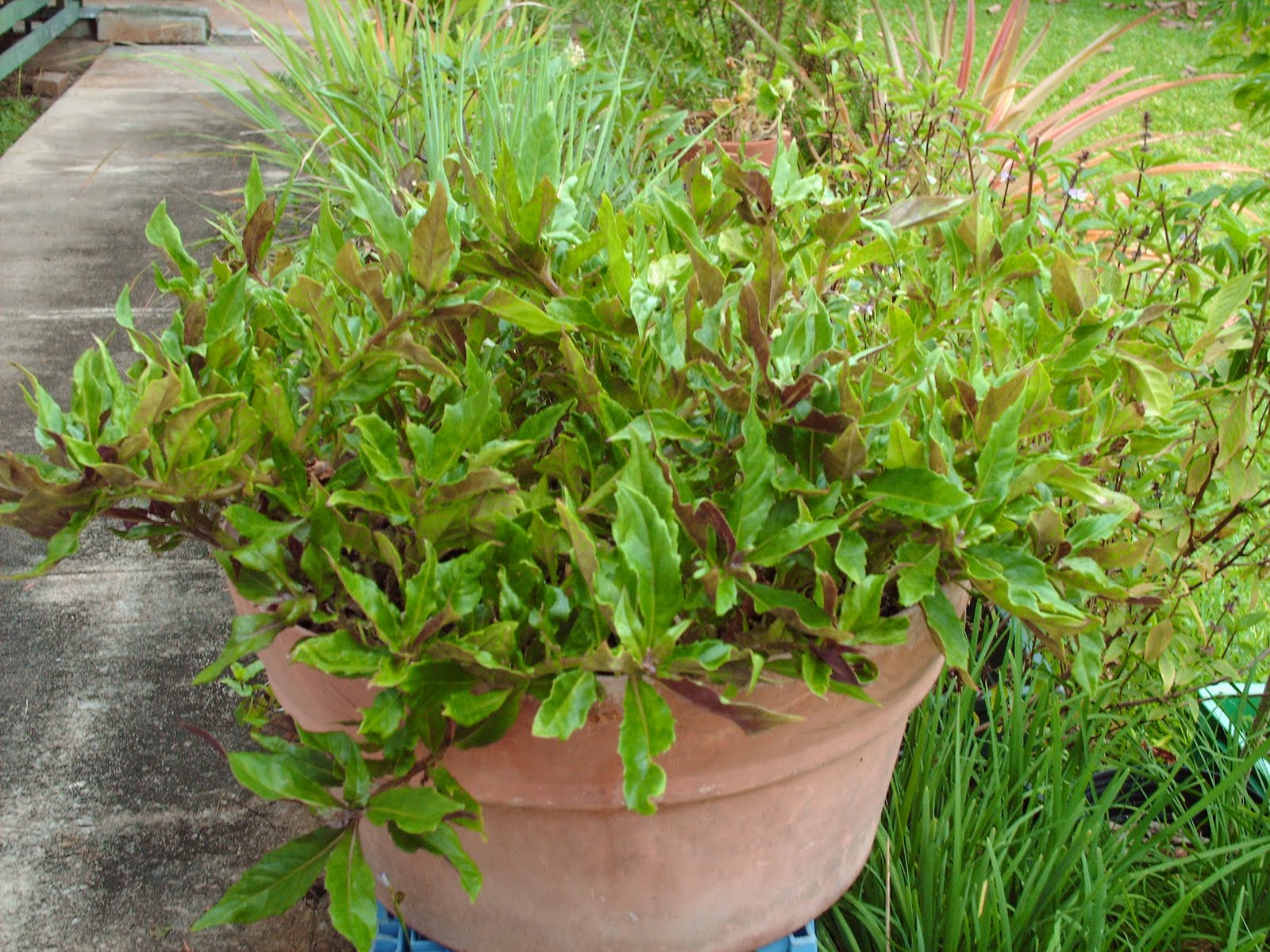 Garden Notes from Hawaii Okinawa Spinach (Gynura crepioides)