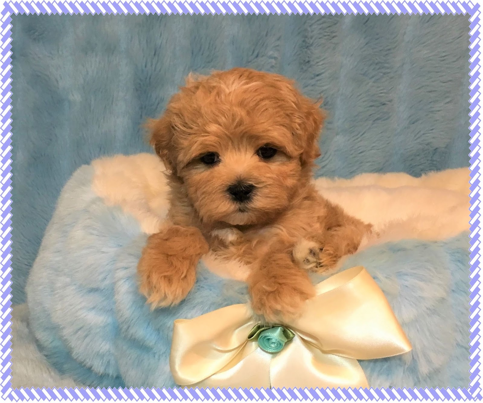 anal-sex-adult-maltipoo-pictures-girls-jamaica-fuck