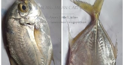 Ikan Nyot Nyot Nama Lain Galeea Ikan Nyot Nyot Nama Lain Galeea