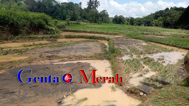 Dihantam Banjir, Puluhan Hektar Sawah di Banjit Terancam Puso