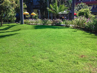 Wide Green Lawn Grasses Of The Garden Courtyard On A Sunny Day
