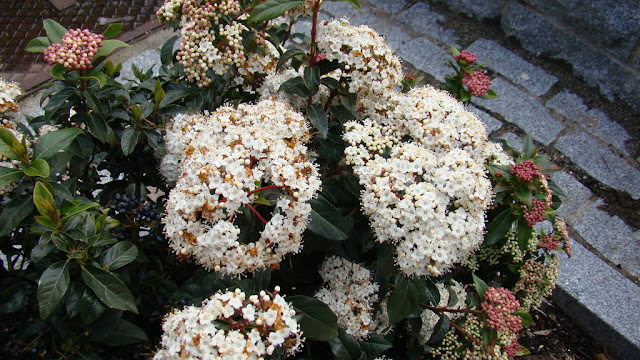 Durillo (Viburnum tinus L.).