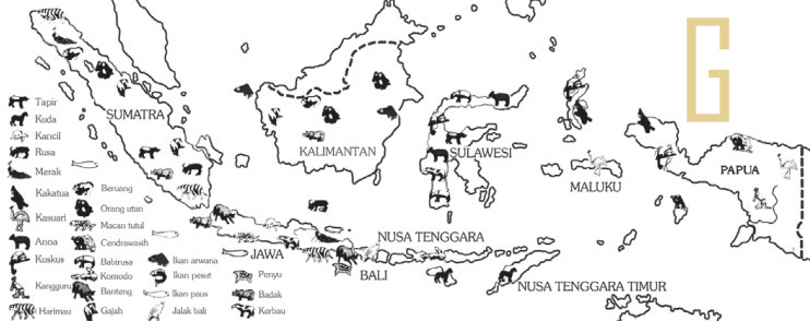 Anoa dan komodo adalah hewan khas indonesia tipe