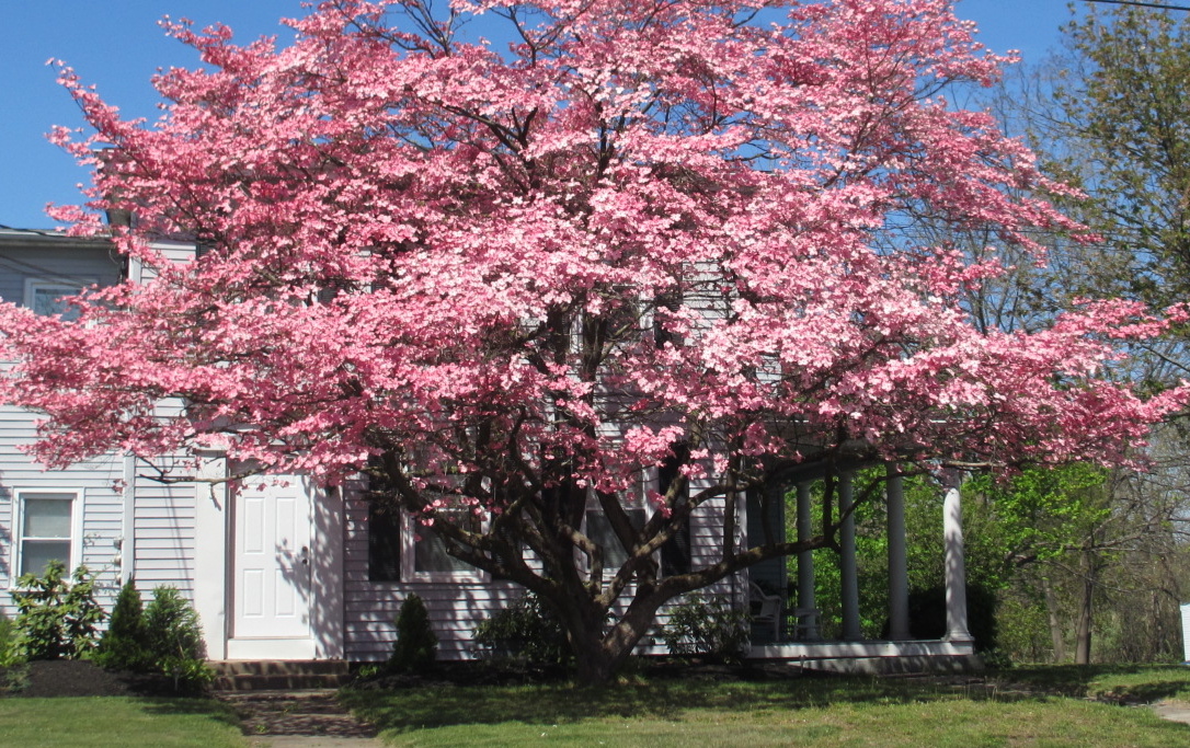 Reluctant Rebel Ode To Dogwood Cornus Florida