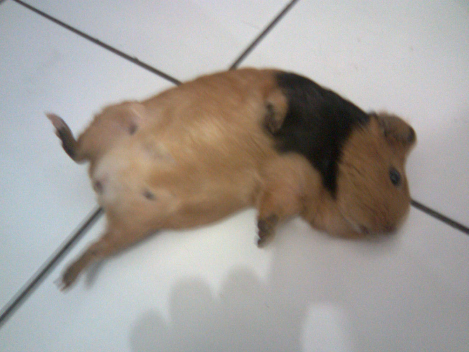 папиллома у морской свинки. абсцесс у морской свинки. морская свинка скинни. морская свинка мальчик. молочные железы морской свинки.