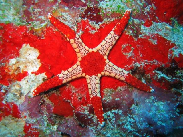 Fantastic Sea Ciri ciri dan Fakta Mengenai Bintang  Laut 