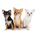 3 Câini micuți diferiți la culoare - 9 Litere PixWords