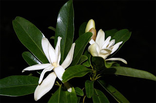 จำลา ไม้ดอกหอมพื้นเมืองของไทย วงศ์จำปี ดอกสีขาวสวยงาม กลิ่นหอมหวาน