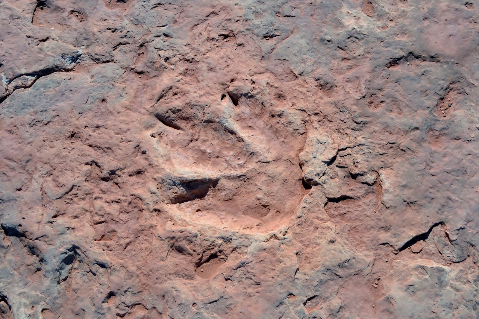 Jimmy's Blog The Dinosaur Fossils of Arizona